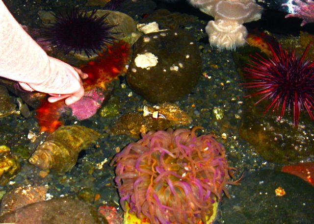 list 8 different marine life found in tidal pools