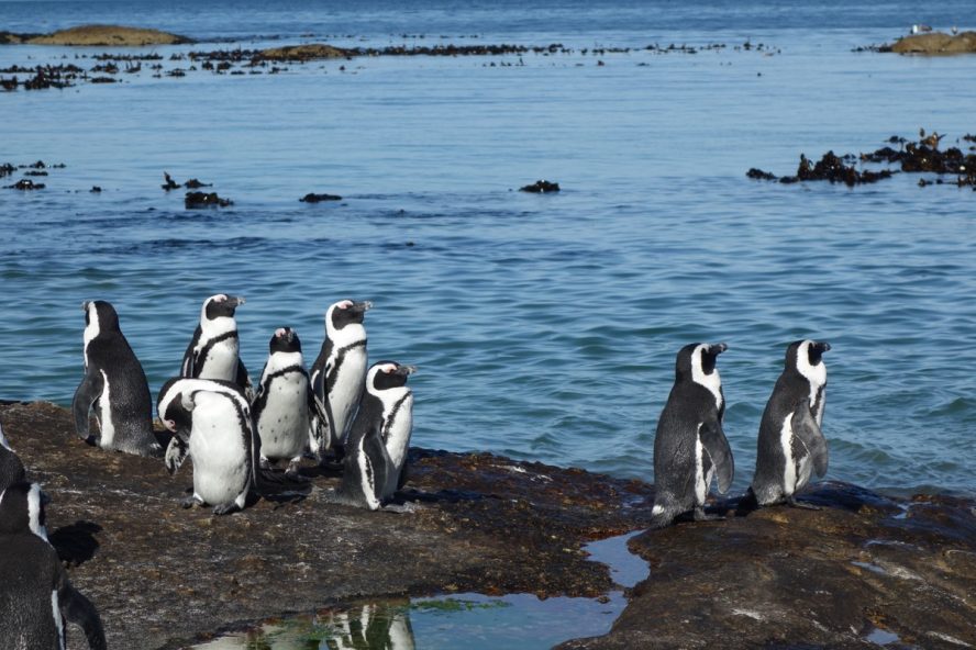 Penguins near the Cape of Good Hope