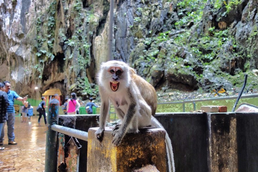 Nice temple monkey. Uh-huh.