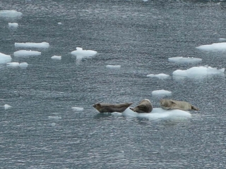Harbor seals&hellip;on patrol!
