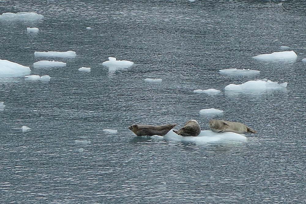 Harbor seals…on patrol!
