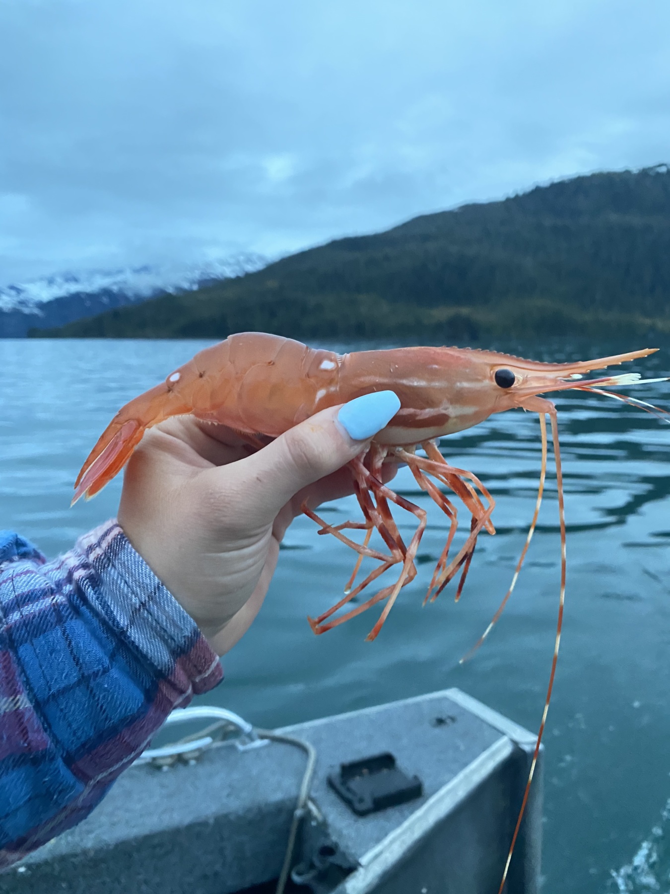 Caleigh and her "Jumbo Shrimp" adventure Alaska Travelgram