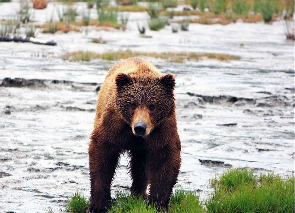 bear viewing in snug harbor alaska