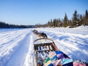 take a dog mushing tour in fairbanks the best winter time alaska adventure