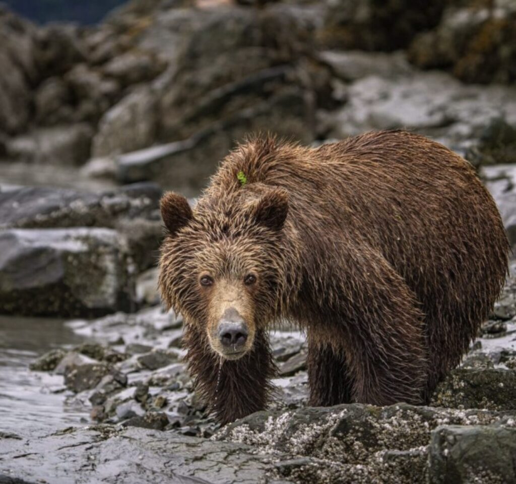 See the bears at Snug Harbor Outpost, on the 