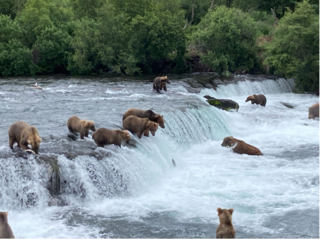 Camping With Bears At Brooks Falls In Katmai Nat'l Park - Alaska Travelgram