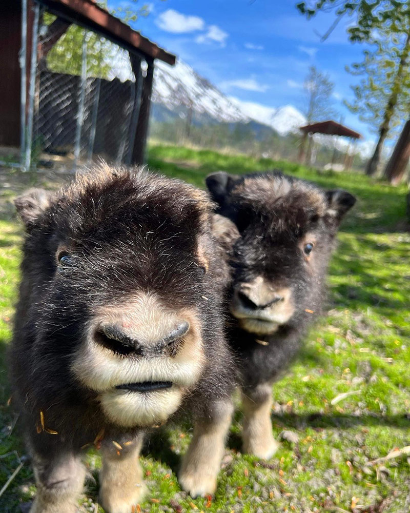 adventurous-wino-tours-see-baby-musk-ox-at-awcc-
