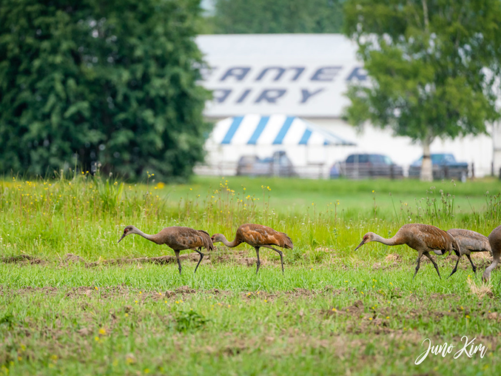 Creamer's Field An Unlikely Tourist Destination in Fairbanks, Alaska