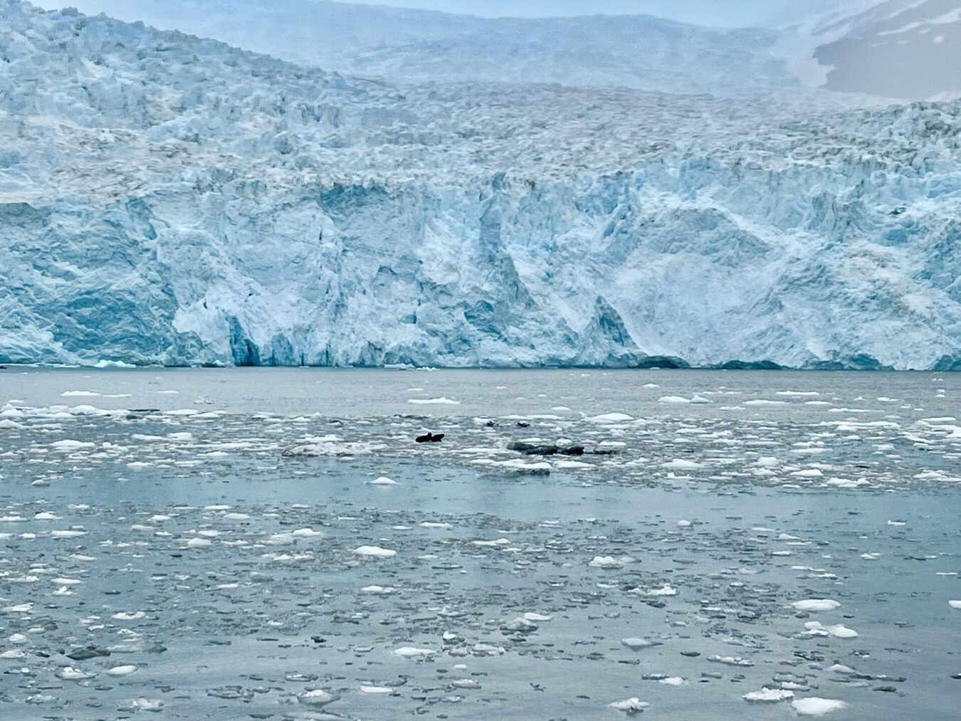 Kenai Fjords Tours Whale Of A Time Watching Bubble Net Feed Big Ice